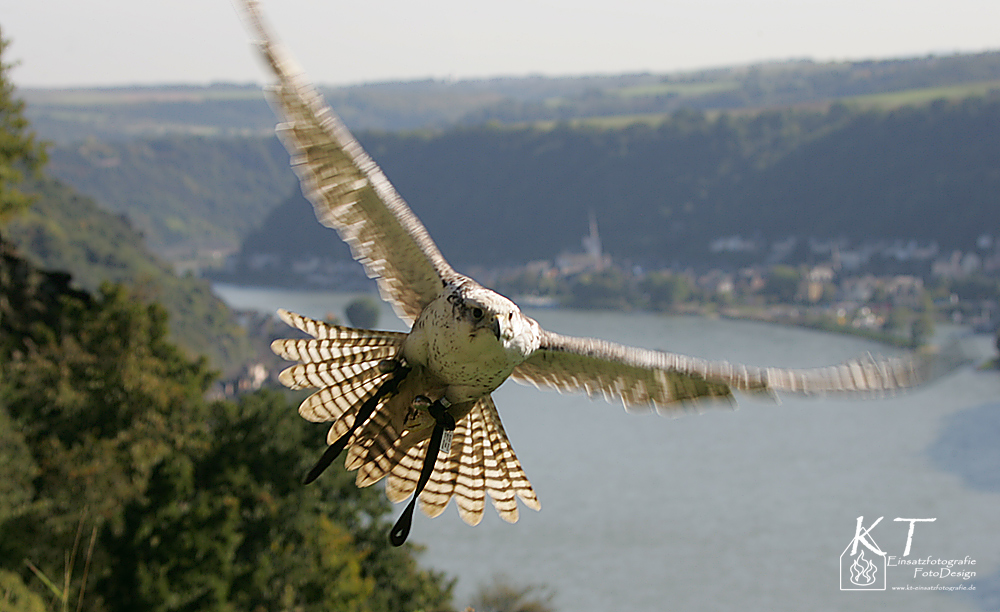 Auf Beuteflug....