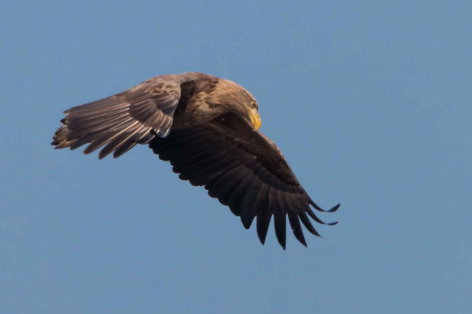 "Auf Beutejagd"