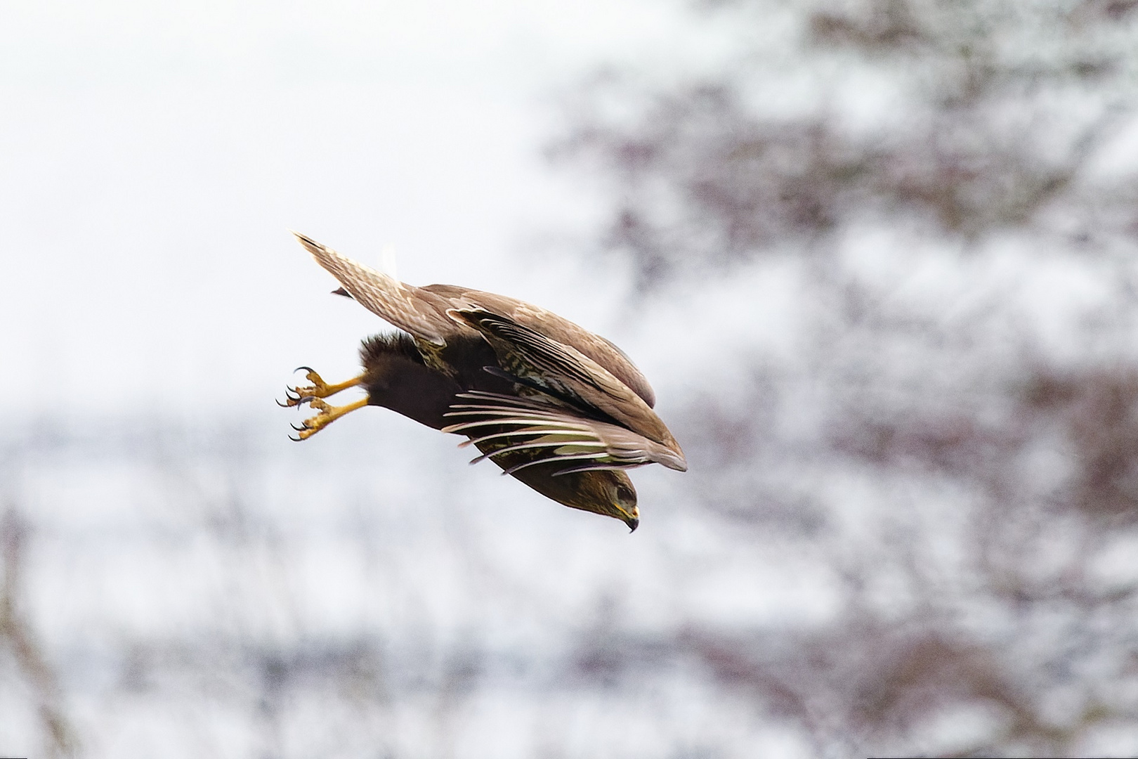 auf Beutejagd