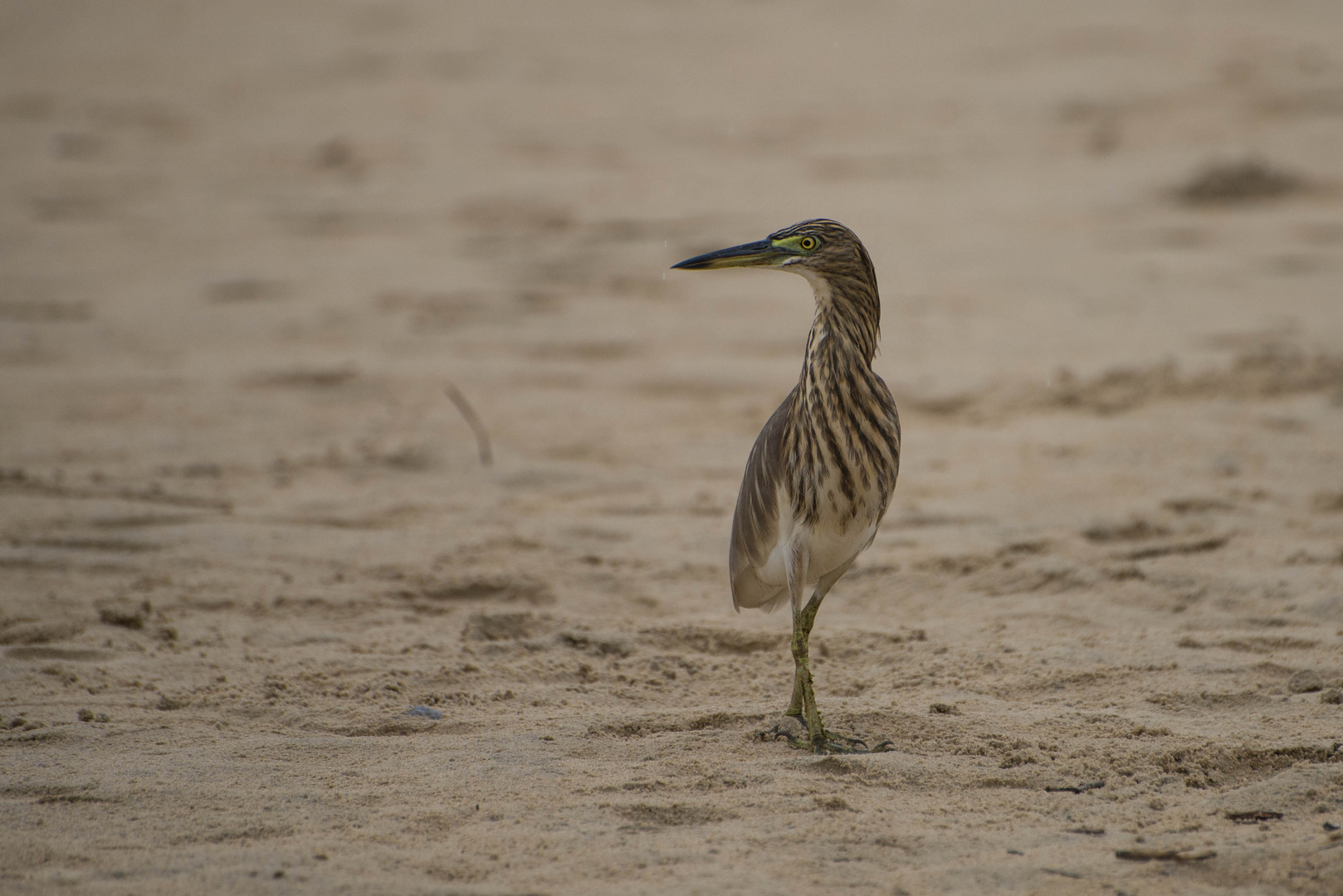 Auf Beutezug am Strand des arabischen Meeres