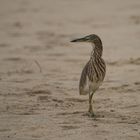 Auf Beutezug am Strand des arabischen Meeres