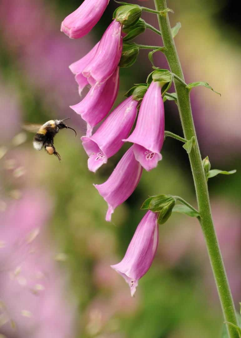 Auf Beutezug bei den Fingerhüten