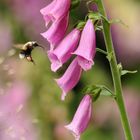 Auf Beutezug bei den Fingerhüten