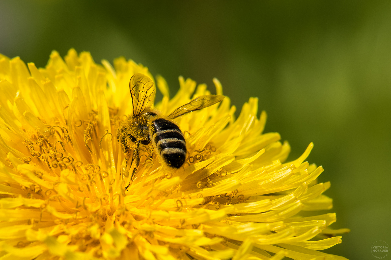 Auf Bienenjagd