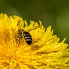 Auf Bienenjagd