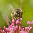 Auf Bienenjagd ;)