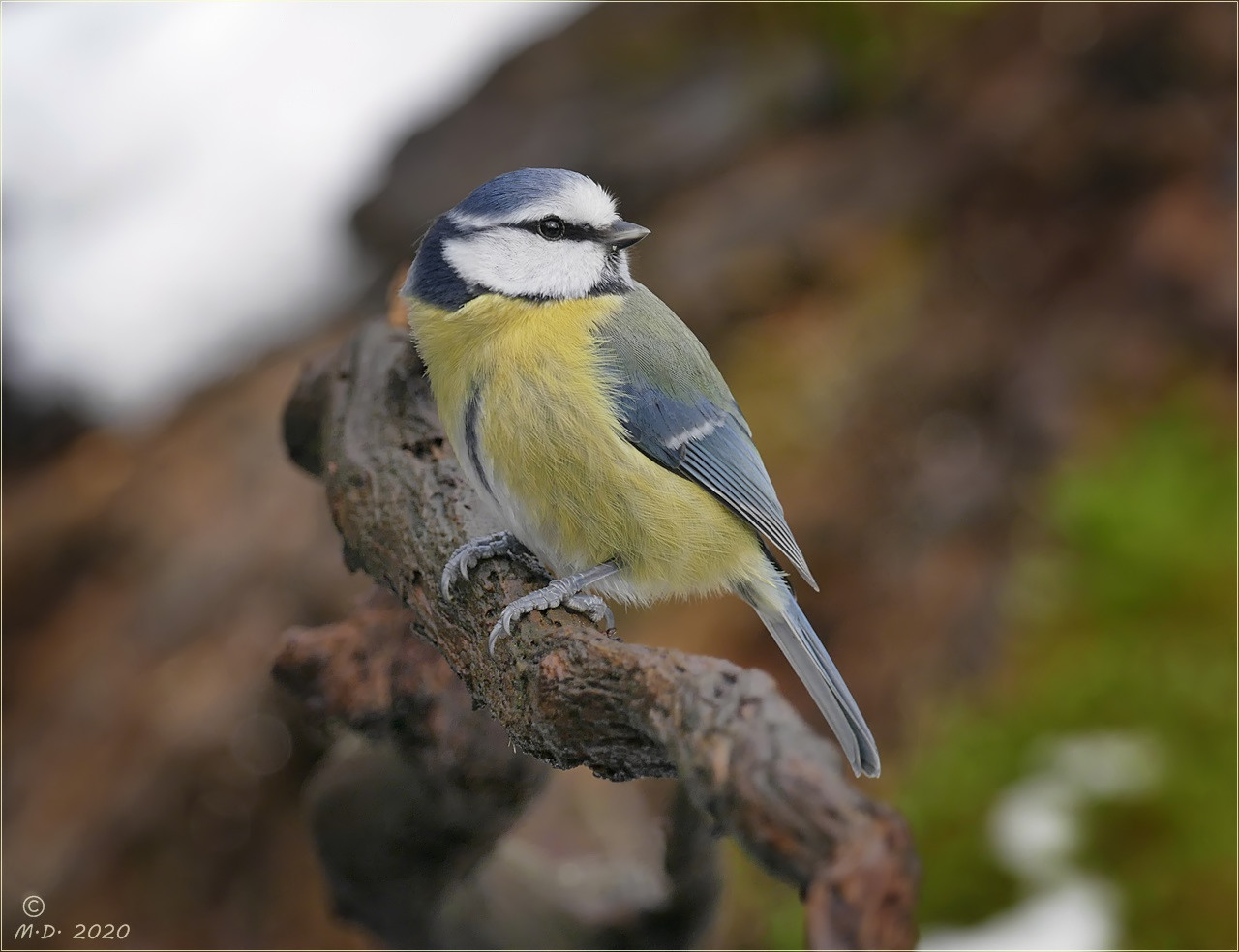 Auf Birdy ist immer Verlaß !