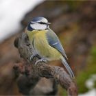 Auf Birdy ist immer Verlaß !