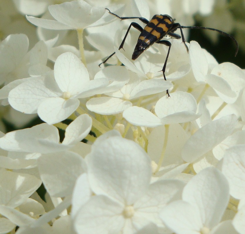 "Auf Blüten gebettet"