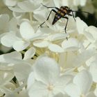 "Auf Blüten gebettet"