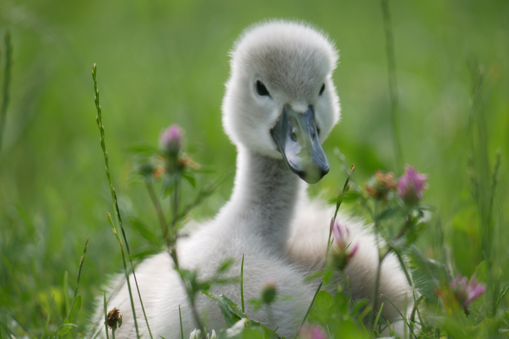 Auf Blüten gebettet