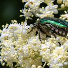 auf Blüten gebettet