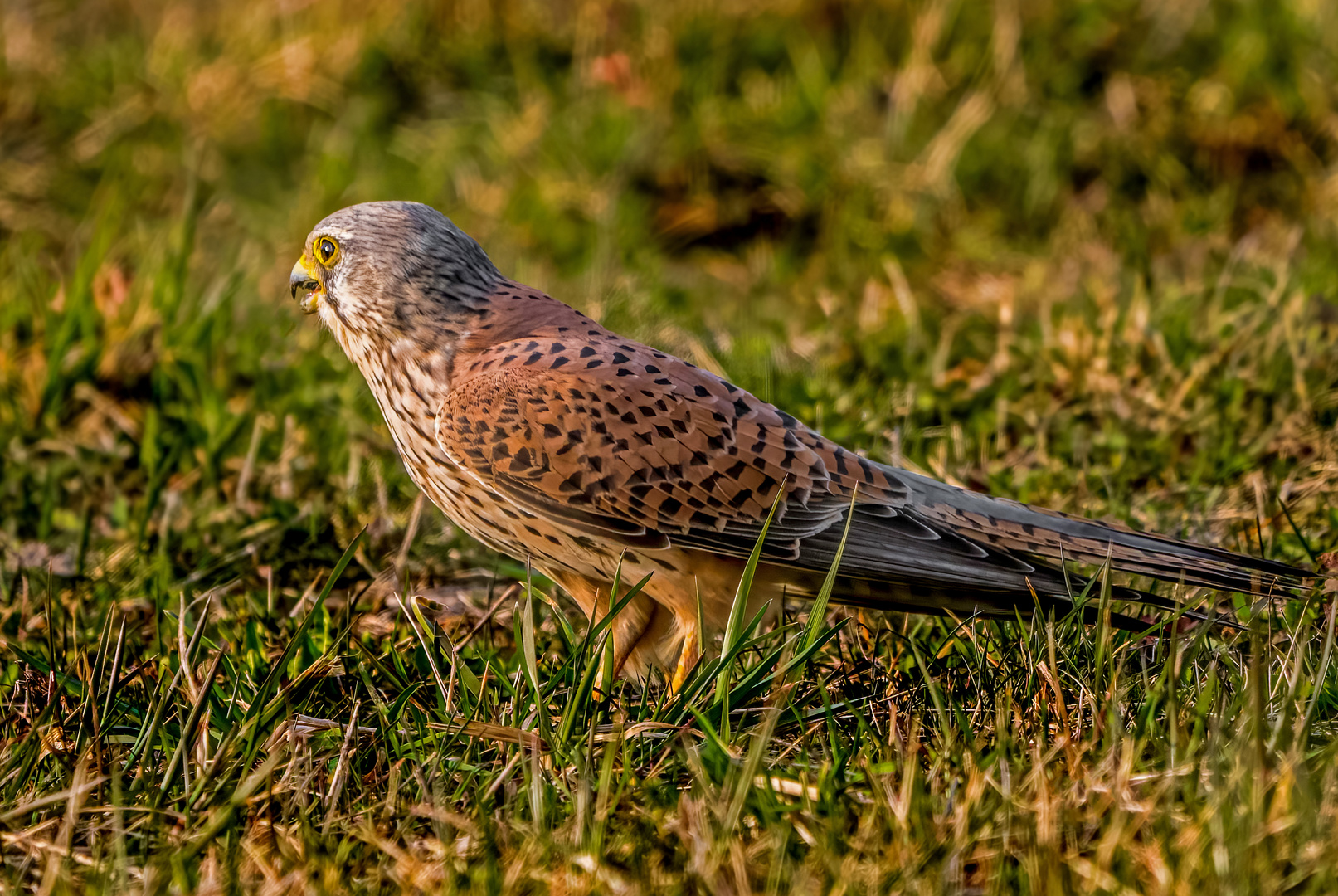 "AUF BODENJAGD"