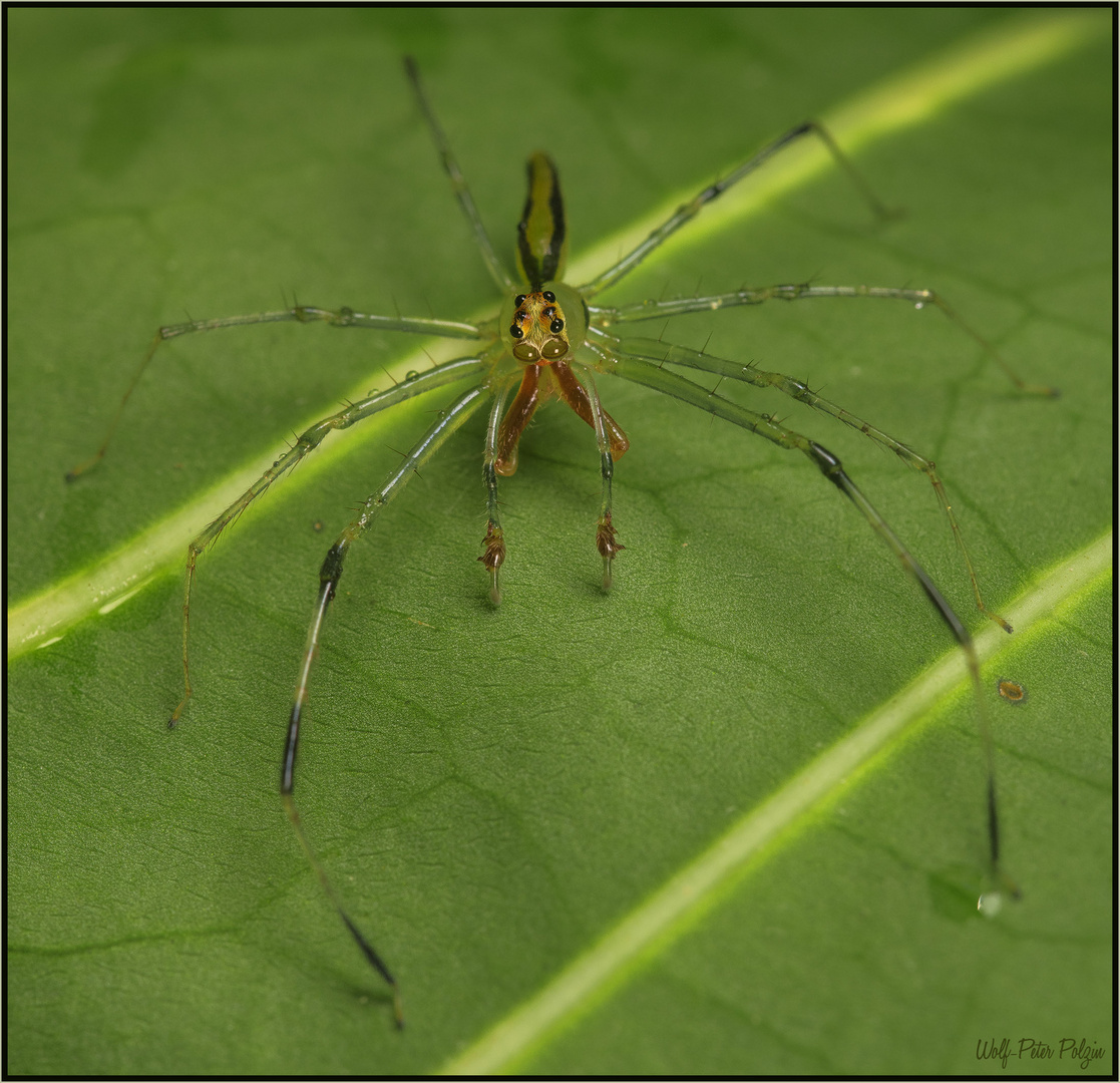 Auf Brautschau: Springspinnen-Männchen Lyssomanes spec. (Costa Rica)