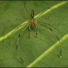 Auf Brautschau: Springspinnen-Männchen Lyssomanes spec. (Costa Rica)