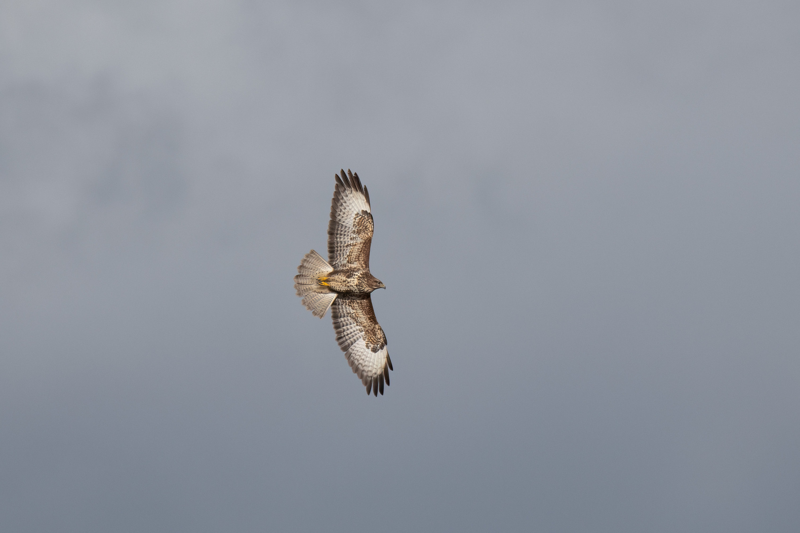 Auf breiten Schwingen