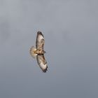 Auf breiten Schwingen