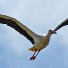 auf breiten Schwingen