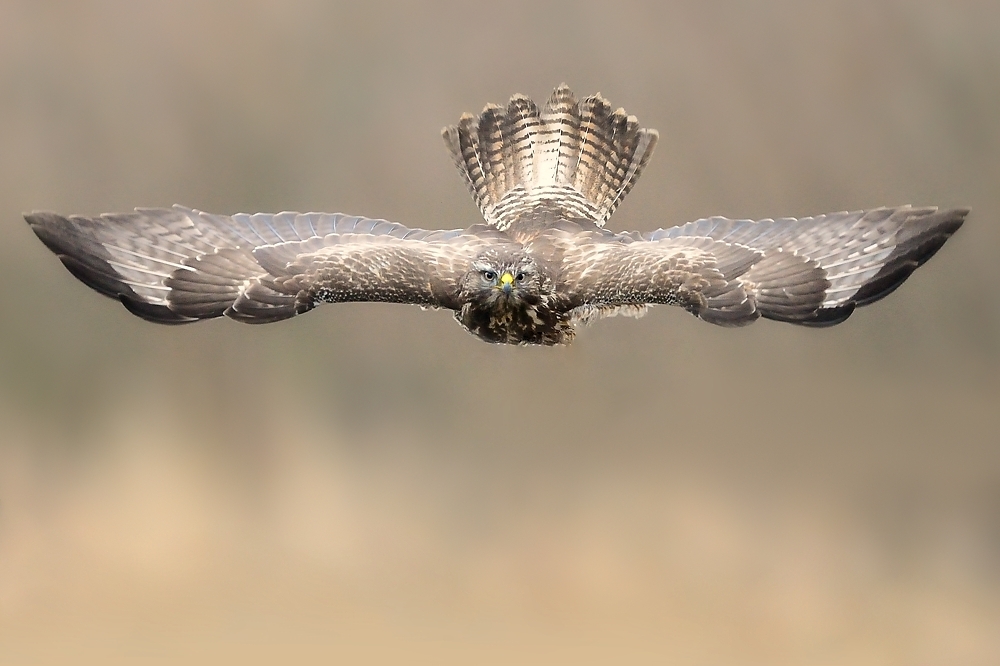 Auf breiten Schwingen