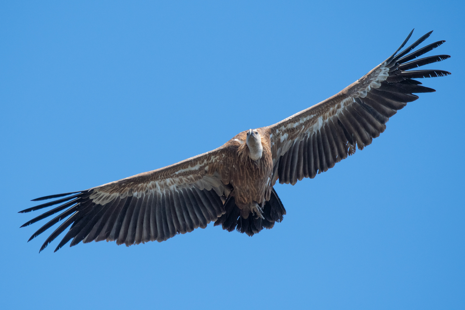 Auf breiten Schwingen