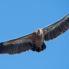 Auf breiten Schwingen