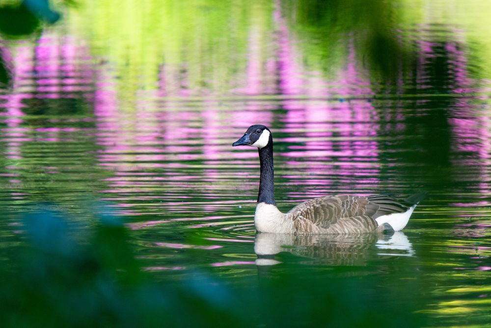 Auf buntem Wasser 