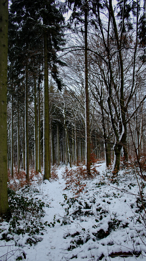 ...auf Coco´s heutiger Hunderunde.