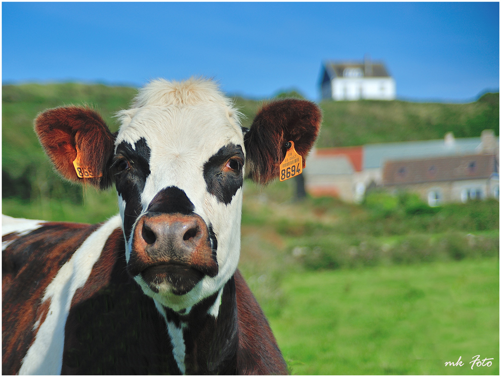 Auf Cotentin in der Normandie