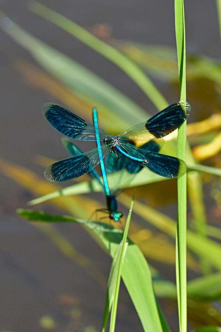 Auf Crashkurs (Calopteryx splendens)