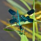 Auf Crashkurs (Calopteryx splendens)