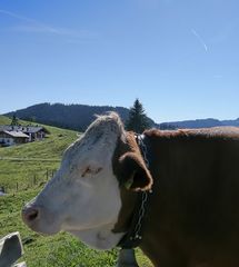 auf da Alm da gibt`s koa Sünd