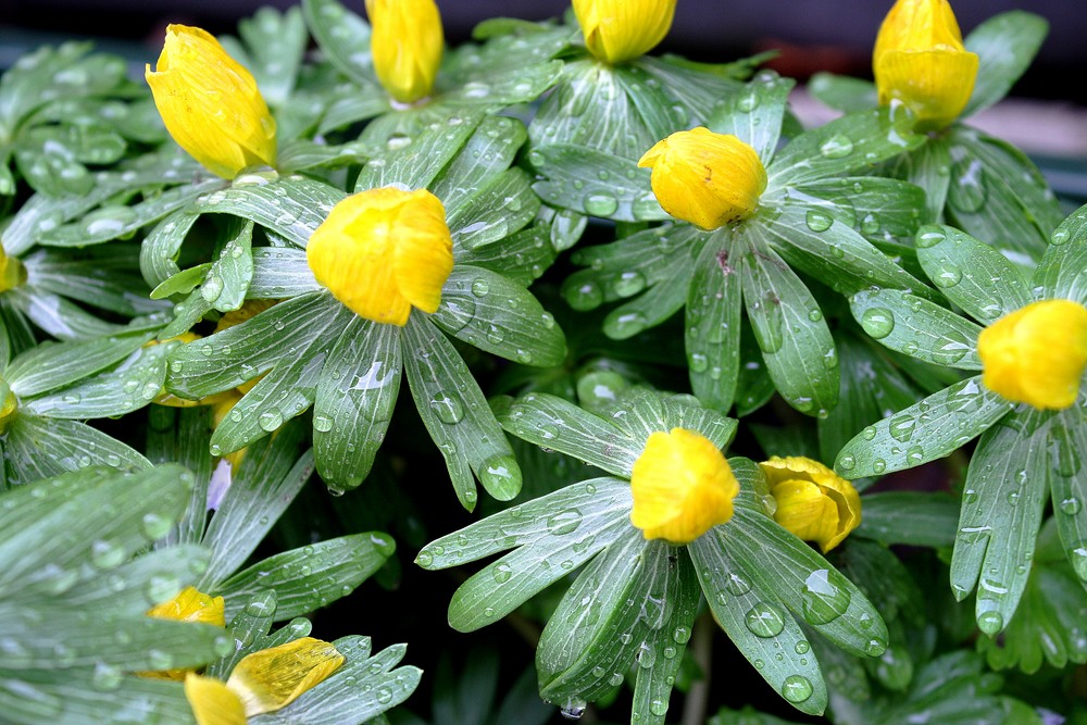 Auf das der Frühling kommt!!!!