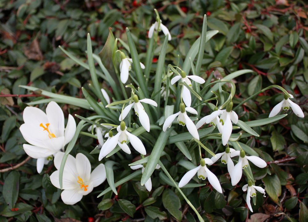 auf das der März den Frühling bringe