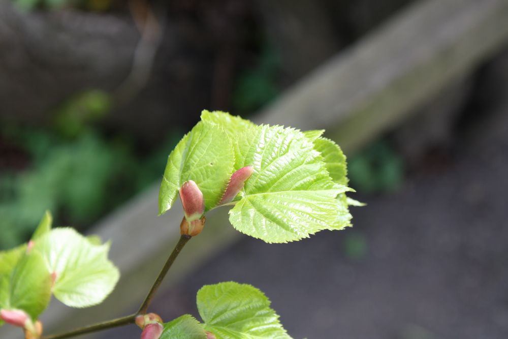 auf das, die Natur langsam wieder grünt