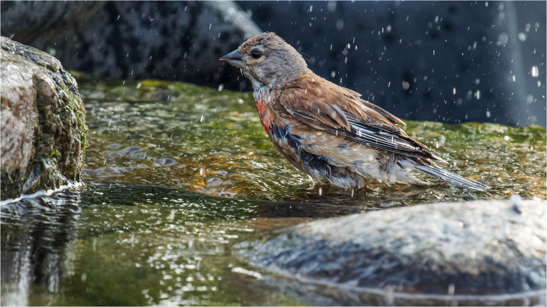 auf das die Wassertropfen spritzen  .....