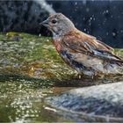 auf das die Wassertropfen spritzen  .....