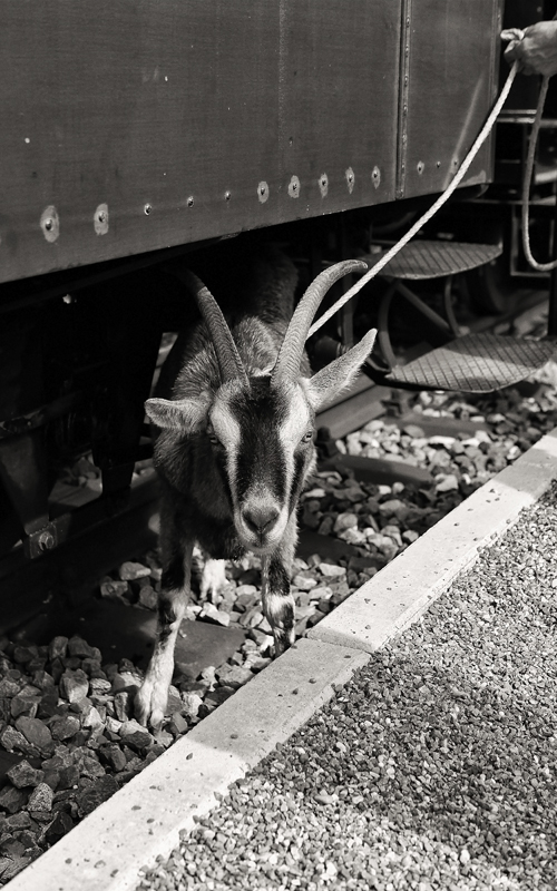 Auf de schwäbsche Eisenbahne!