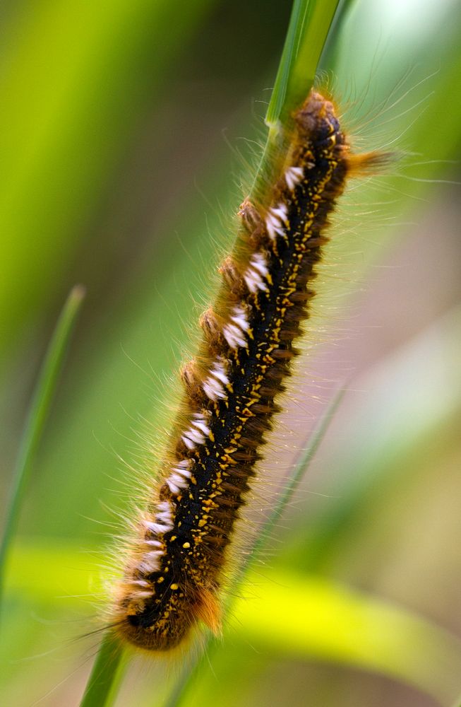 Auf dem absteigenden Ast Foto & Bild tiere, wildlife, insekten Bilder