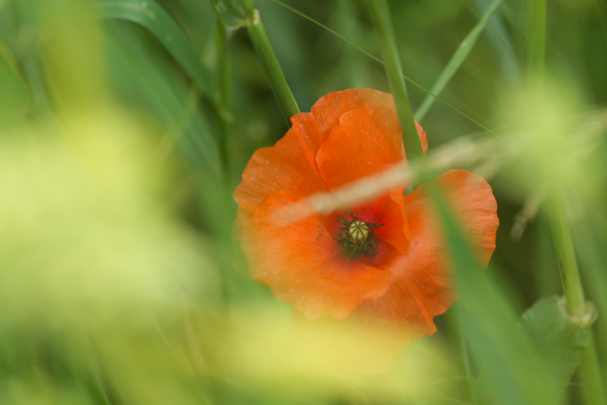 Auf dem Acker nebenan - die letzten Blüten