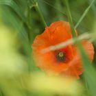 Auf dem Acker nebenan - die letzten Blüten