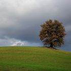 auf dem Acker waechst der Winterweizen