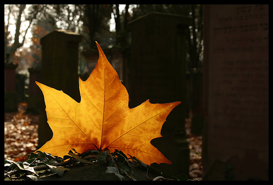 Auf dem Alten Jüdischen Friedhof, 09.11. Herbst