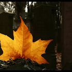 Auf dem Alten Jüdischen Friedhof, 09.11. Herbst