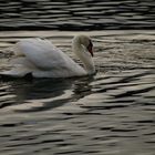 ..auf dem alten Neckar