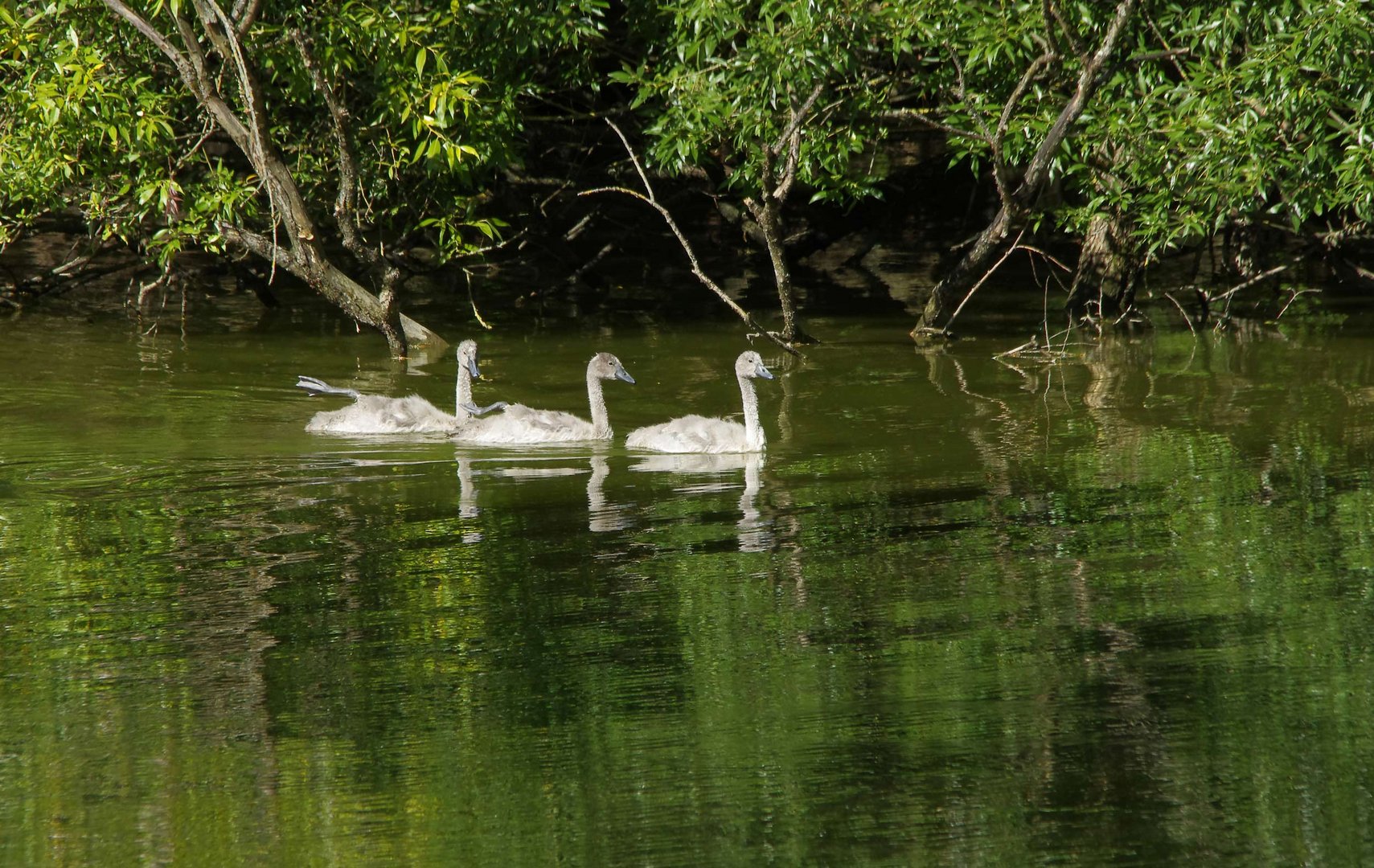 ..auf dem alten Neckar