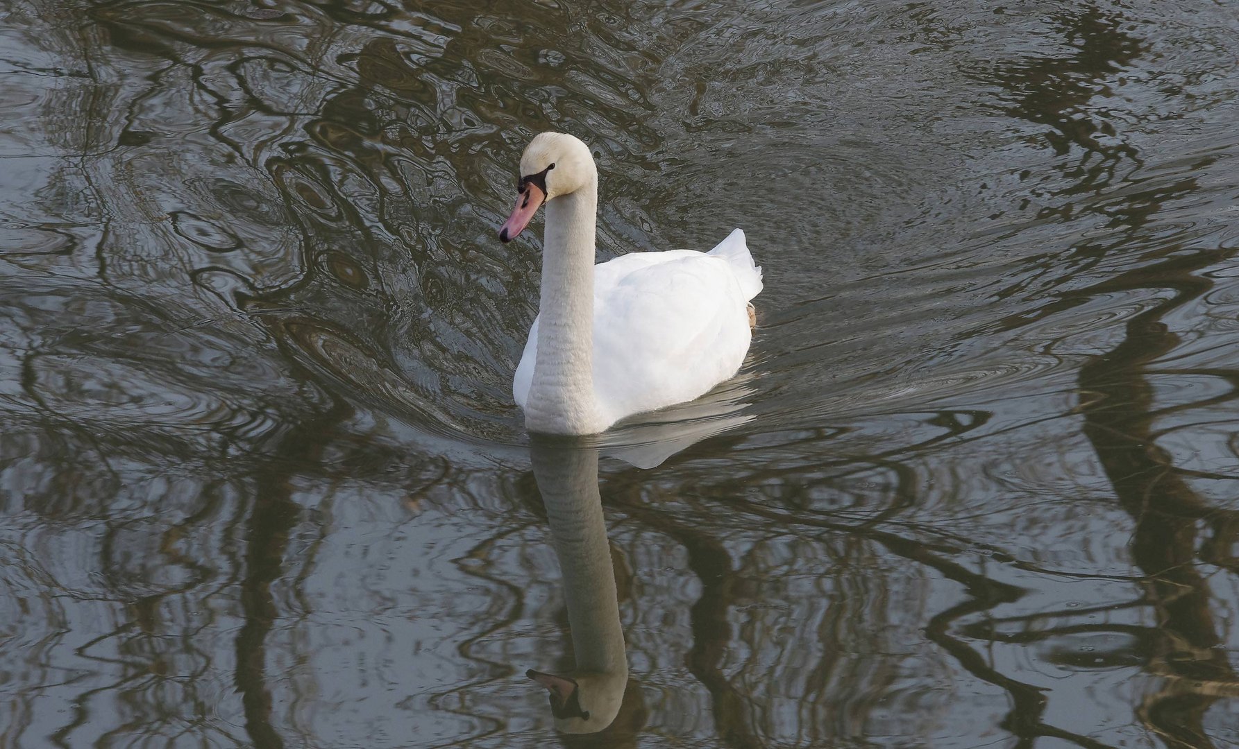 auf dem alten Neckar