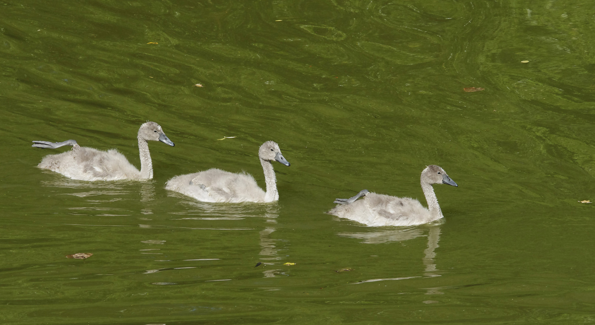 ...auf dem alten Neckar