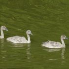 ...auf dem alten Neckar