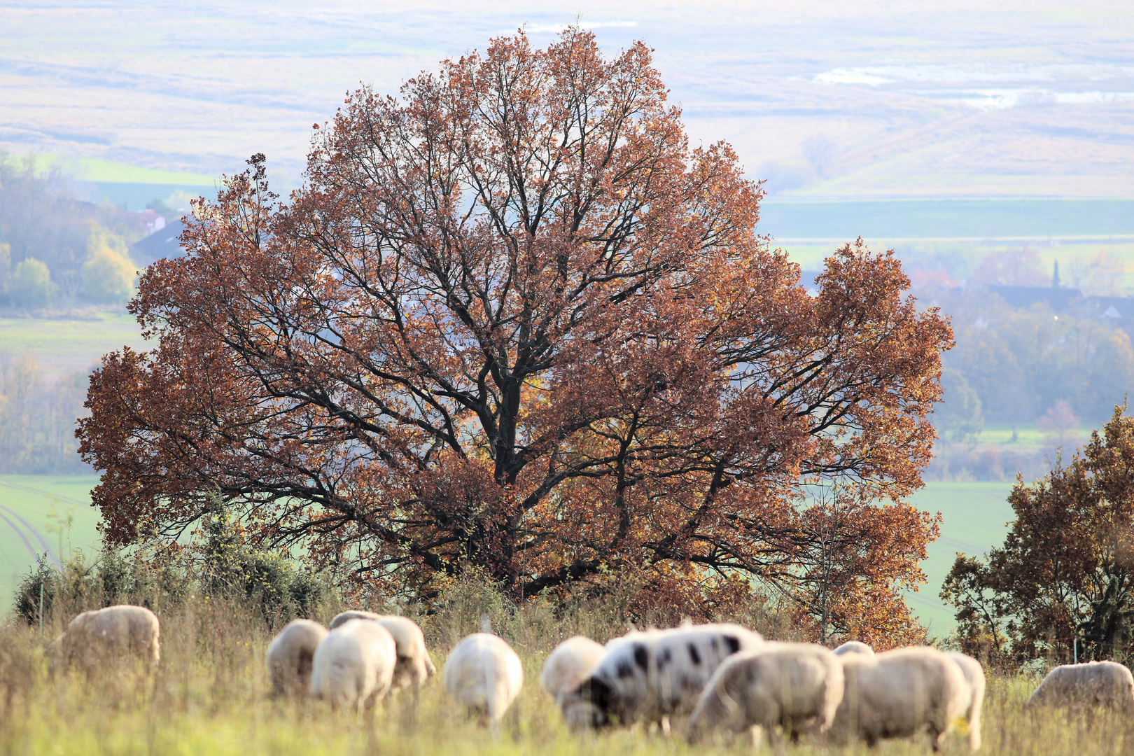 Auf dem Altendorfer-Berg