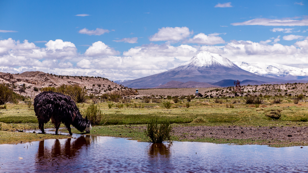 Auf dem Altiplano